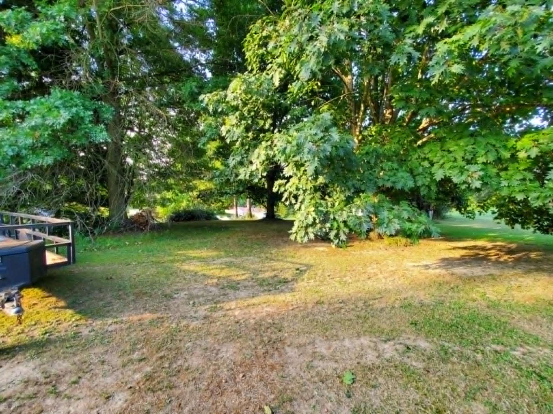 Yard before tree trimming