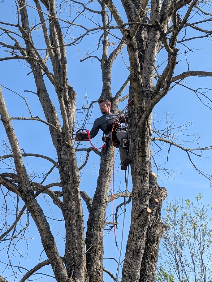 Climbing arborist performing precision tree removal