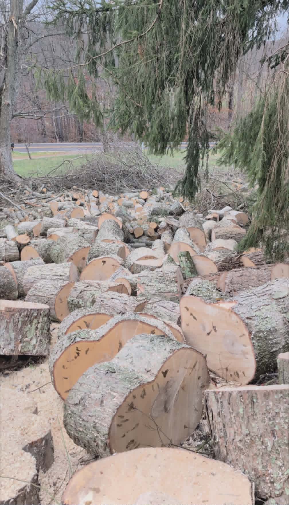 Stacked hardwood rounds ready for hauling