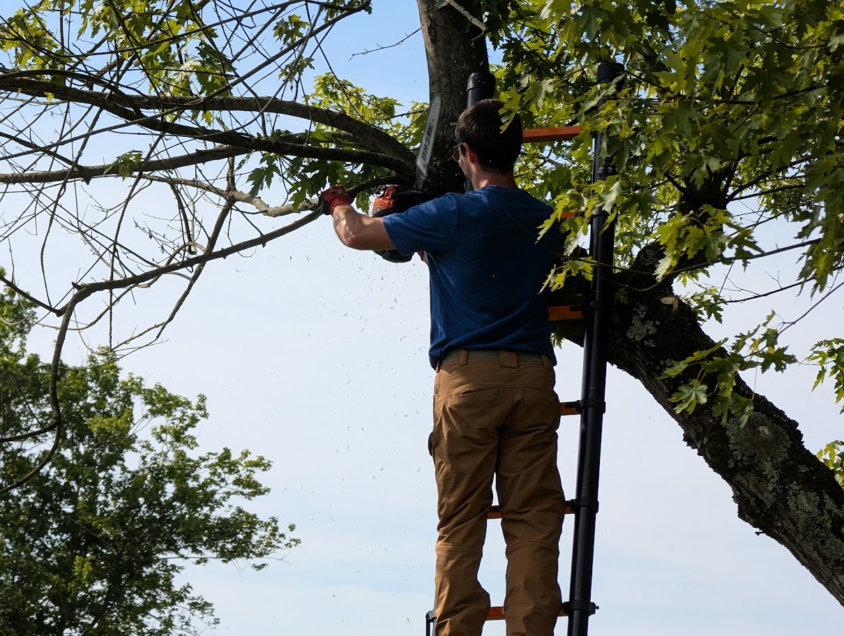 Pruning dead limbs from a mature maple