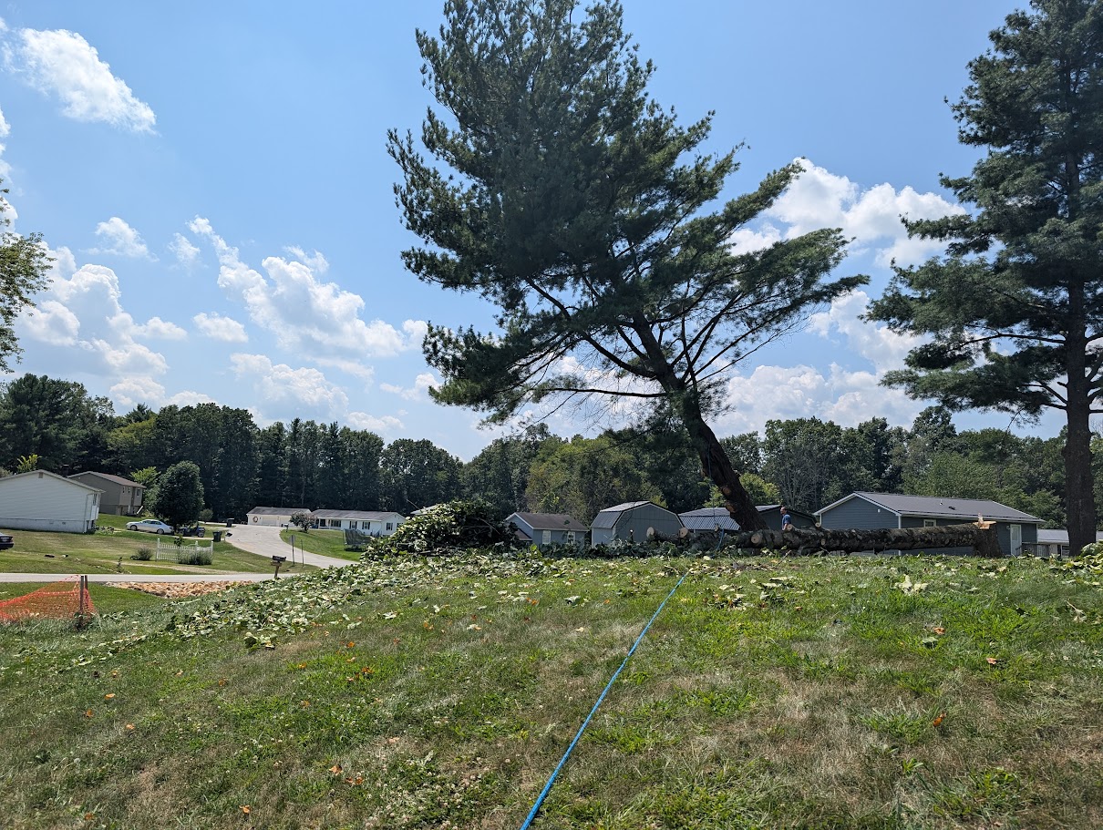 Cleared yard after a full pine removal