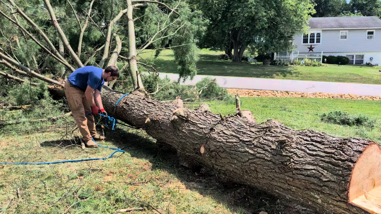 Large oak trunk being rigged after a controlled fell